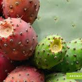 Prickly Pear Elixir / Renew & Anti-Aging